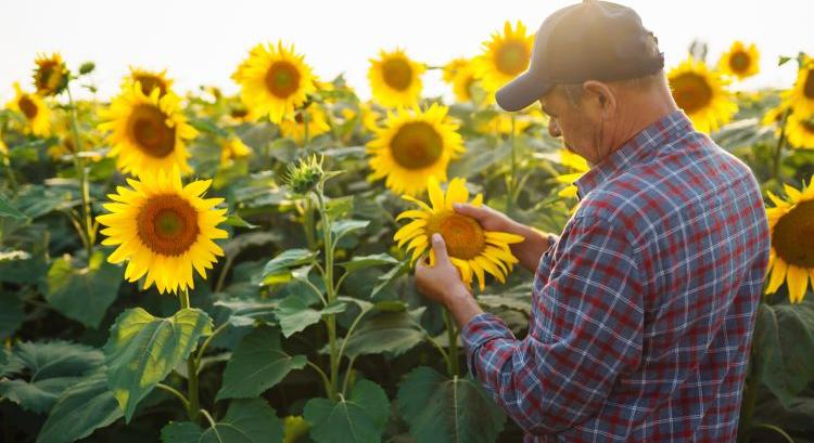 Napraforgóval bővül a Kukoricázz velünk! termelési verseny