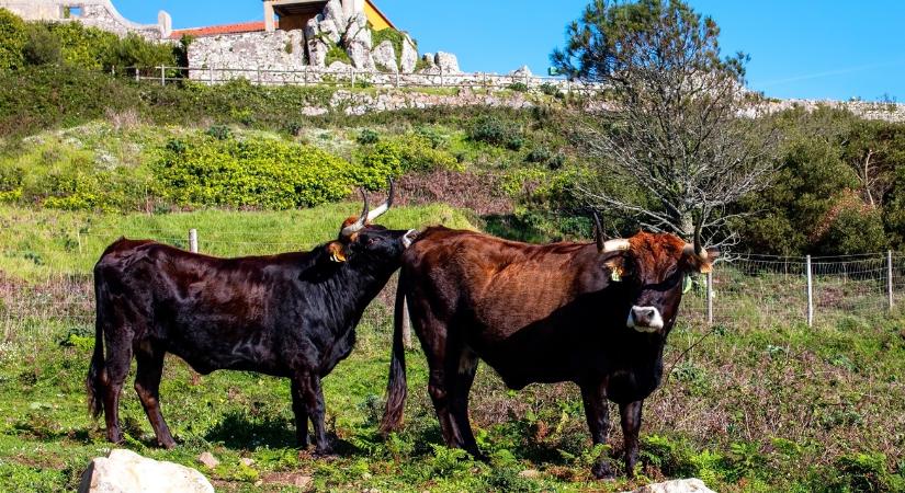 Aggasztó: 4 újabb járványkitörés egy európai országban