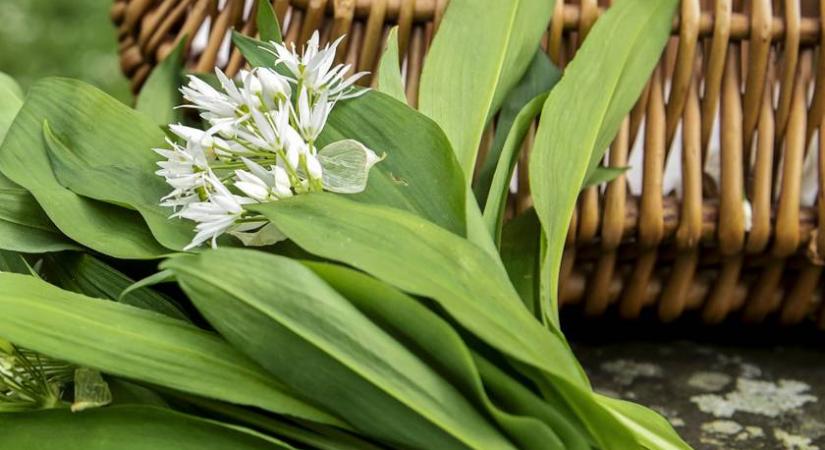 Így különböztesd meg a medvehagymát a mérgező tavaszi virágtól – Sokaknak nem sikerül