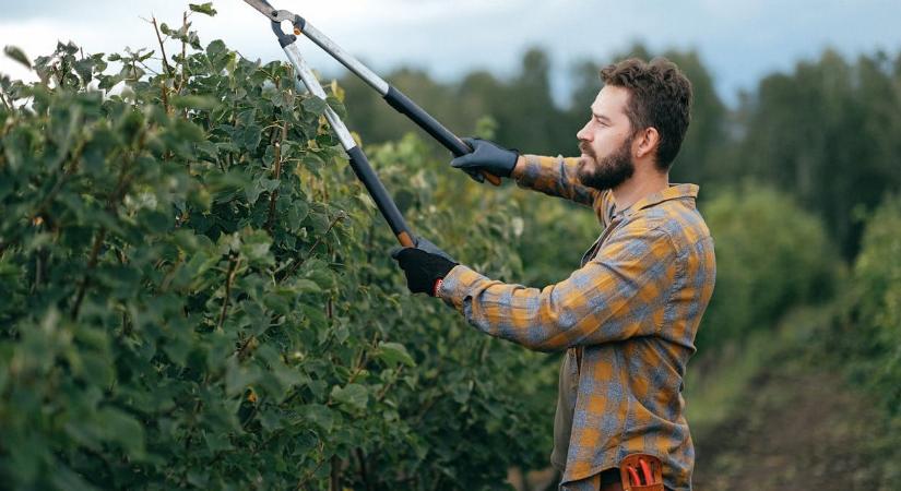 5 tavaszi metszési hiba a kertben, ami évekre tönkre teheti a fákat