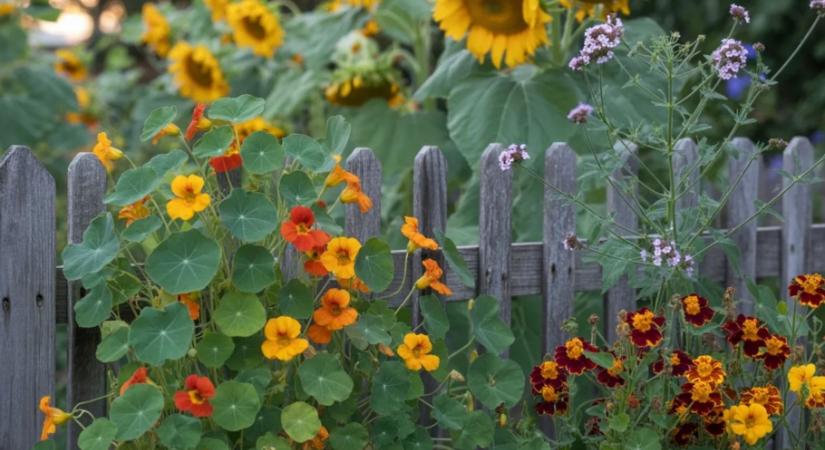 Ha most ültetsz, nyárra virágba borul a kerted – ezek nőnek a leggyorsabban