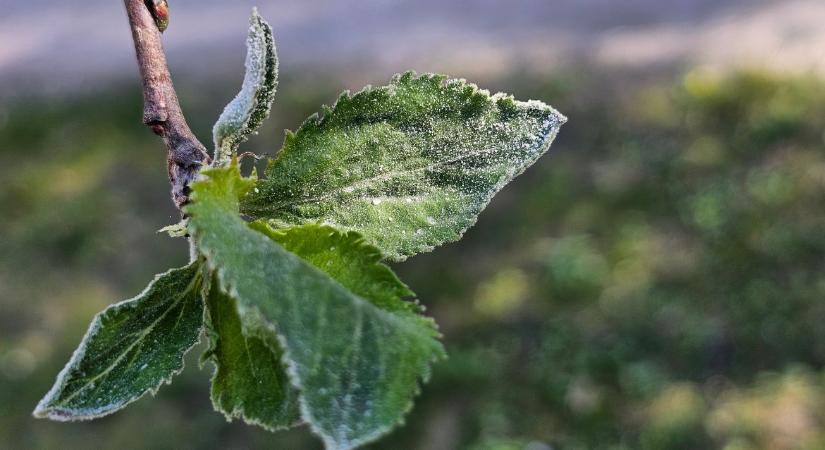 Divatos gyümölcsfajták a kertben: mennyire bírják a hazai klímát?