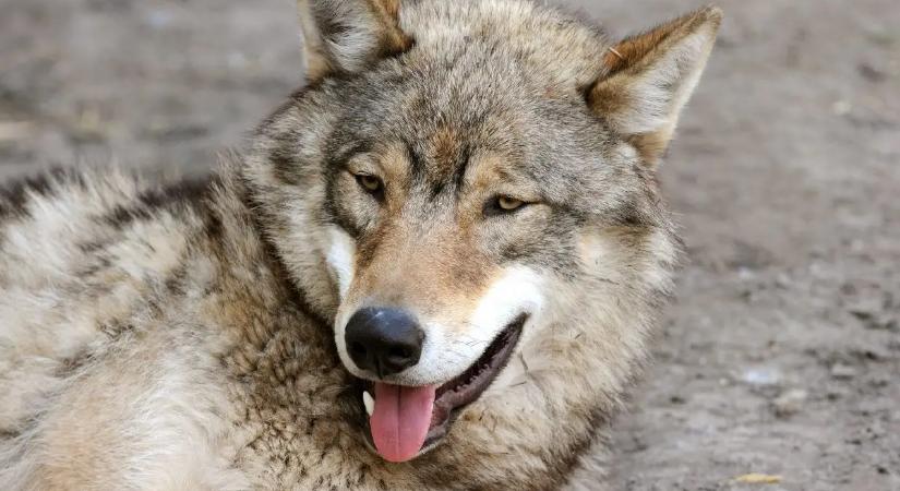 Farkas támadott meg egy nőt Hamburg belvárosában