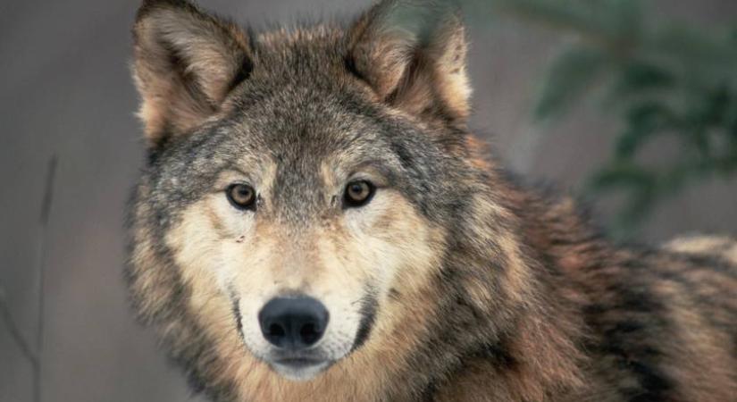 Újra szabad préda lehet a farkas: évtizedes természetvédelmi sikert tehet tönkre egy tollvonás