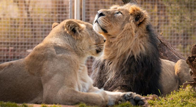 Párt kapott a debreceni állatkert oroszlánja