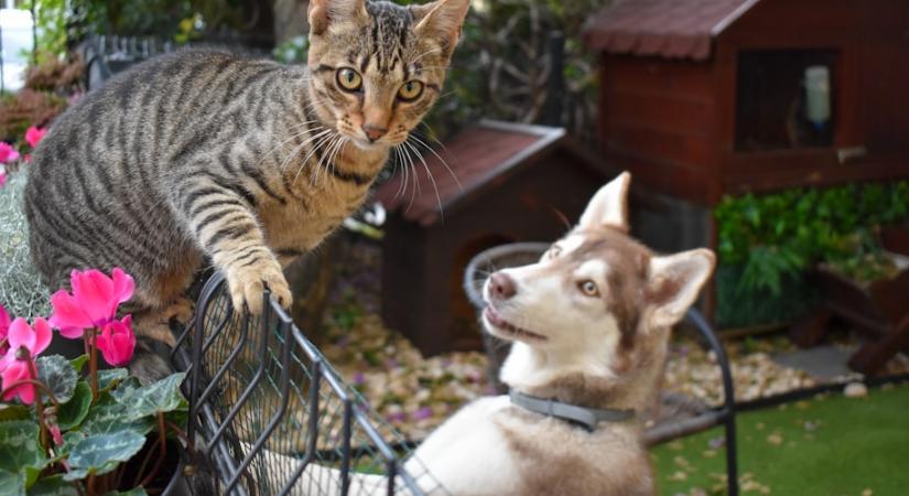 Bolhák és kullancsok ellen: mit érdemes használni, hogyan védheted meg a kutyádat és a macskádat?