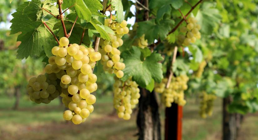 Fontos szabályokat írna át a kormány: ez rengeteg magyar gazdát érint