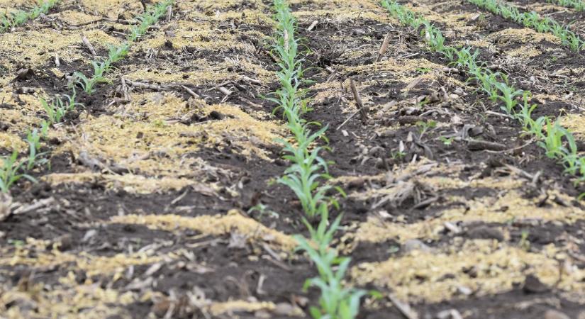 A korai gyommentes kukorica kulcsa – a pre-poszt technológiában rejlő lehetőségek