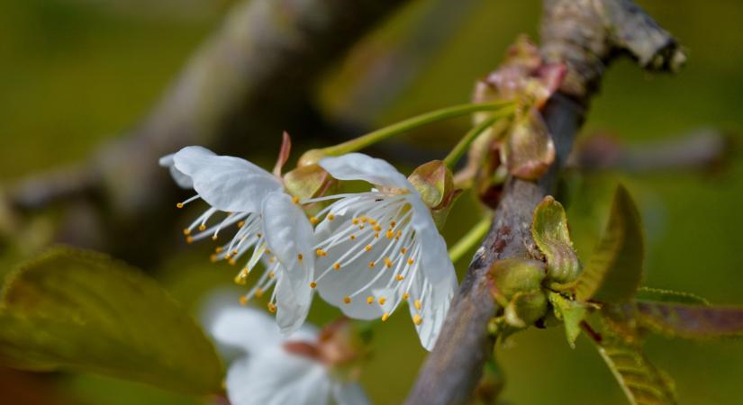 Viharos szél és hajnali fagy: mire készüljenek a gazdák szerda reggel?