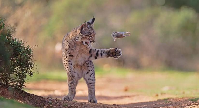 Vadászó hiúz és repülő rágcsáló – ez lett 2026 közönségdíjas természetfotója