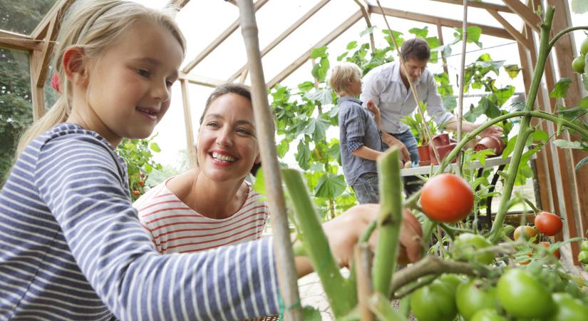 Ezeket a növényeket tilos paradicsom mellé ültetni, mert tönkretehetik