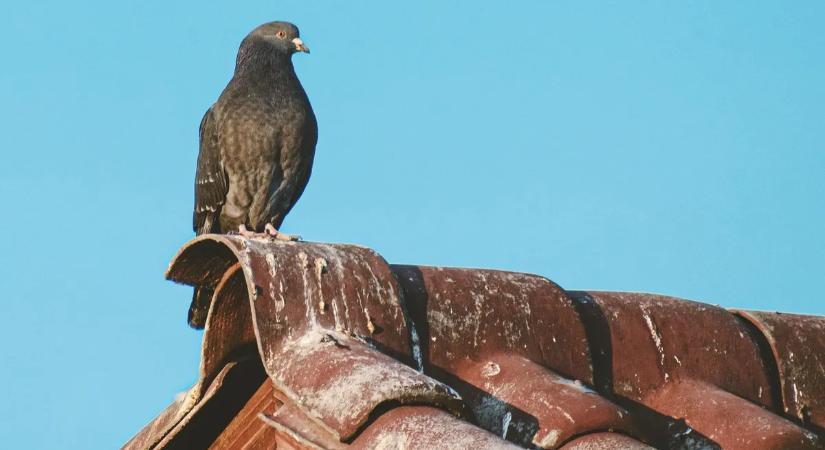 Lazacspermától a madárürülékig – döbbenetes szépségtrendek hódítják meg a világot