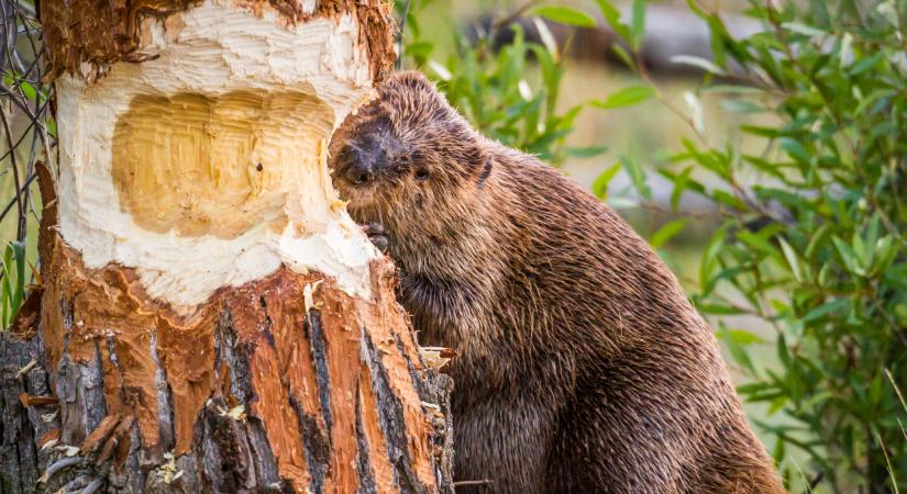 Felrobbantotta az internetet a magyar horgász: ezen sokan kiakadtak