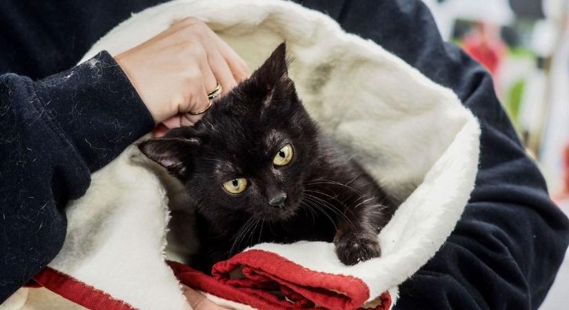 Újabb lépés a felelős állattartás felé: itt a Macskajogsi (galéria)