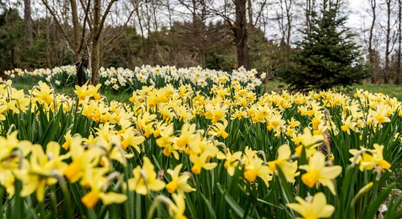 Elindult a varázslat: hivatalosan is megnyitották az idei szezont a Jeli Arborétumban