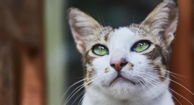 Cicakvíz: te mennyit tudsz a kiskedvencekről?