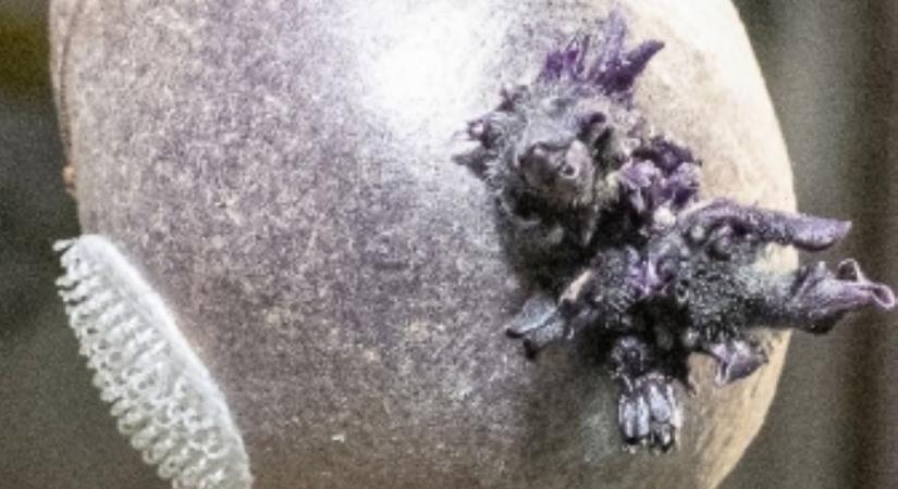 Lila élőlénnyel kísérleteznek a Nemzetközi Űrállomáson