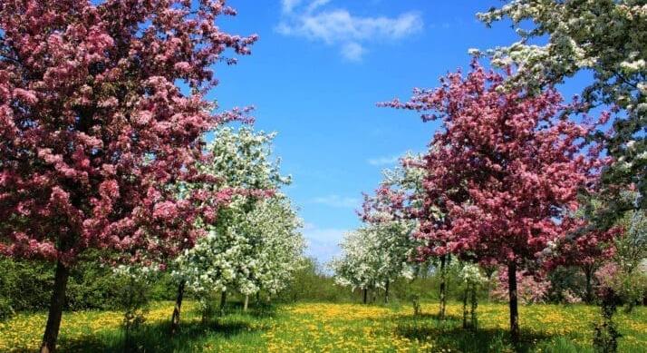 Az üzemanyagárak Tokiót is elérték: drágulhat a cseresznyevirág-nézés