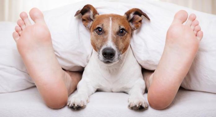 10 dolog, amit minden kutyás ember csinál (de letagadja) – avagy valljuk be, Te is ilyen vagy