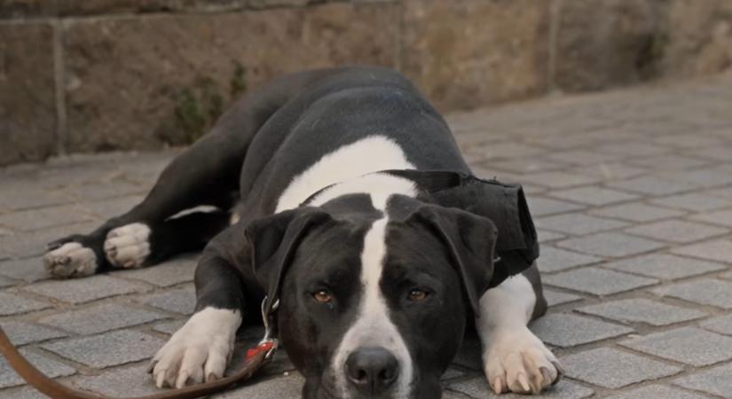 Kampányhangulat, bizonytalanság és generációs feszültségek Egerben - itt a Minősített Többség