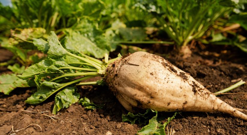 Hektáronként 60 ezer forintot kaphatnak ezek a termelők: itt a javaslat