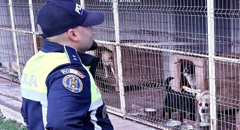 Razzia az állatmenhelyen – Több száz kutya elpusztításáról szóltak a vádak