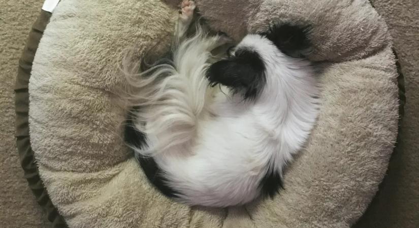 Tudtad? Ezért forognak a kutyák sokszor körbe