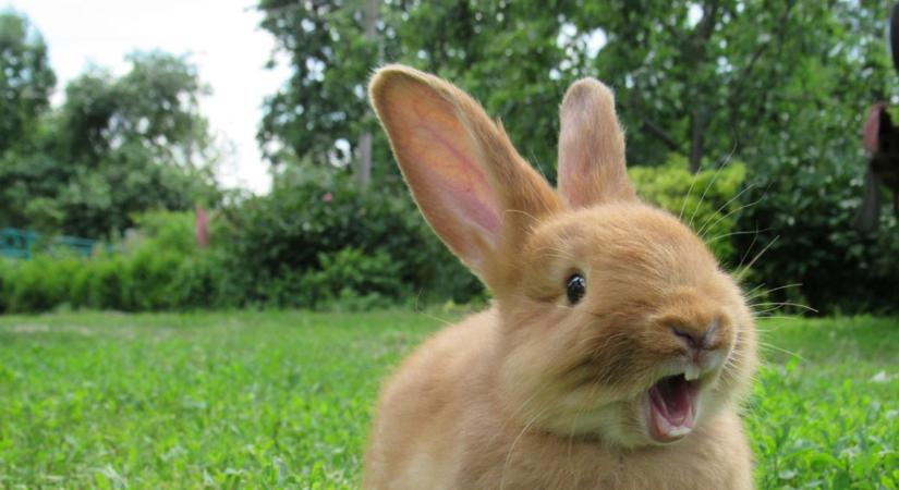 Egy cuki nyuszi, ami után sokan sírnak – húsvéti hiba, amit sokan elkövetnek