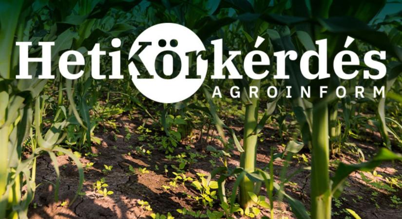 Melyek a száraz körülmények között is jól működő gyomirtó szerek kukoricában? – Heti Körkérdés