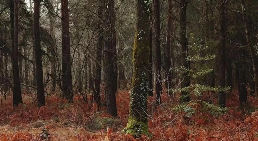 Az erdei talaj rejtheti a klímaváltozás megoldásának kulcsát