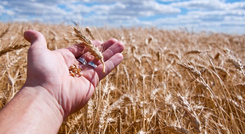 Kevesebb műtrágyával jó minőségű búzát? Ez a cél