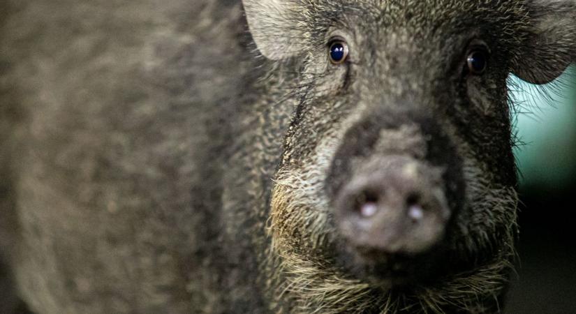 Kilövési engedélyt adtak ki a városban elszaporodó vadak miatt, itt érdemes vigyázni