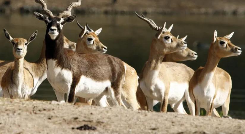 Lelőttek egy fiatal antilopot Bécsben, a Schönbrunni Állatkertben