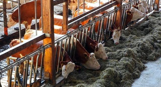 Több mint kétezer tejtermelő gazdasághoz érkezik újabb támogatás