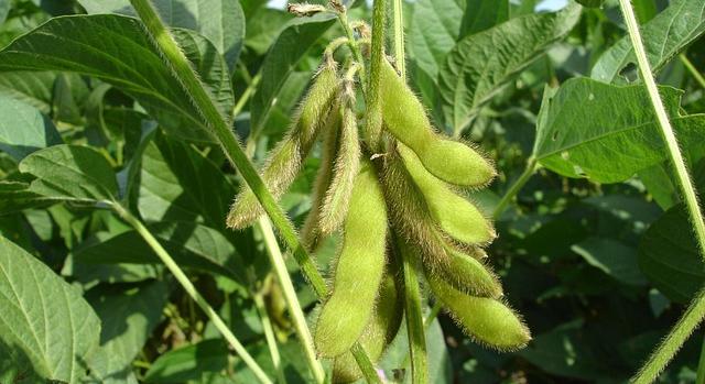 Nőhet az EU-ban a szójabab vetésterülete