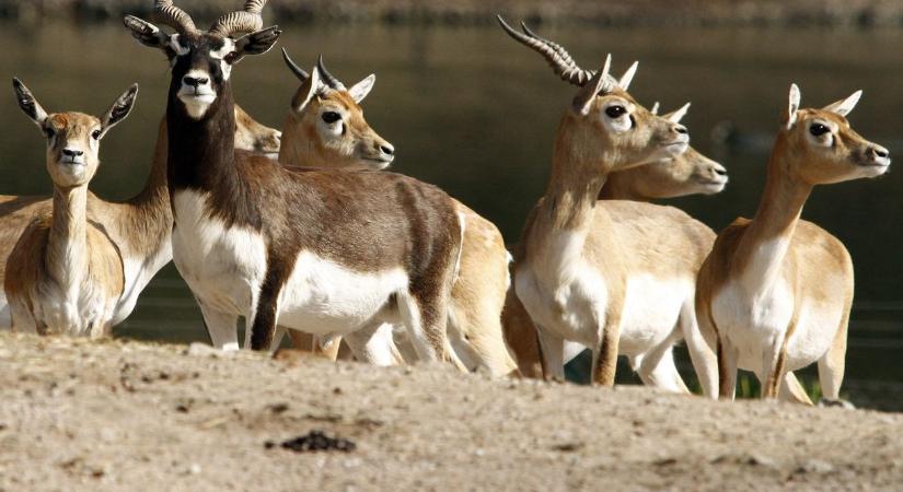 Lelőttek egy fiatal antilopot a bécsi állatkertben, még keresik a tettest