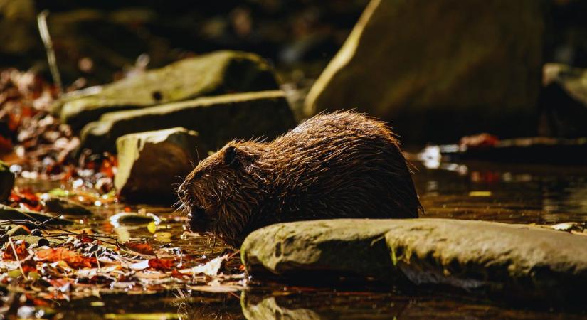 Hódolat a hódoknak – Dr. Juhász Erika Mária mesél a hódok ökológiai szerepéről