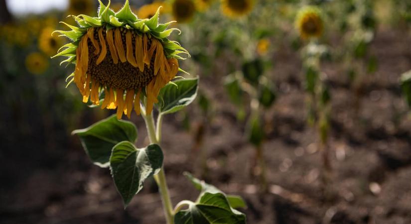 Az Európai Bizottság 4,2 milliárd forintot ad a magyar gazdáknak a tavalyi aszály miatt