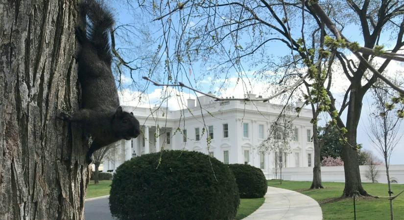 Egy szövetségi bíró leállíttatta Trump mániája, az új bálterem építését a Fehér Házban