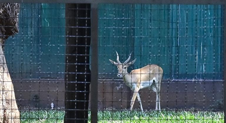Orvlövész végezhetett egy ritka antiloppal a bécsi állatkertben