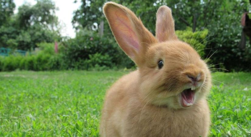 Páncélos unikornisok, gyáravató és Barca elleni vereség - ez történt kedden