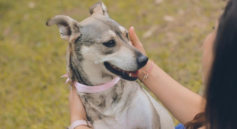 Ezért ne nyújtsd soha oda a kezedet egy idegen kutya elé, hogy megszagolja!