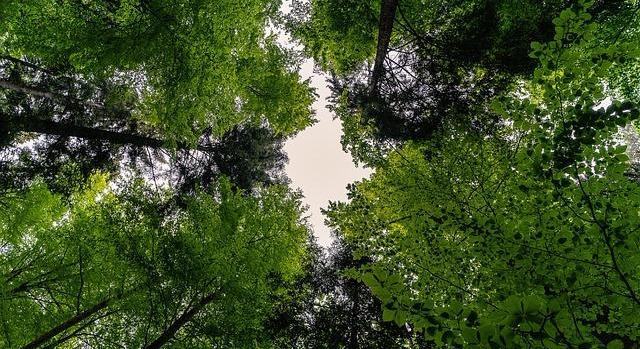 AM: az állami erdészetek jelentik az erdei turizmus legfontosabb hátterét