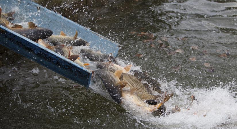 25 kilós pikkelyes pontyot emeltek ki a Balatonból