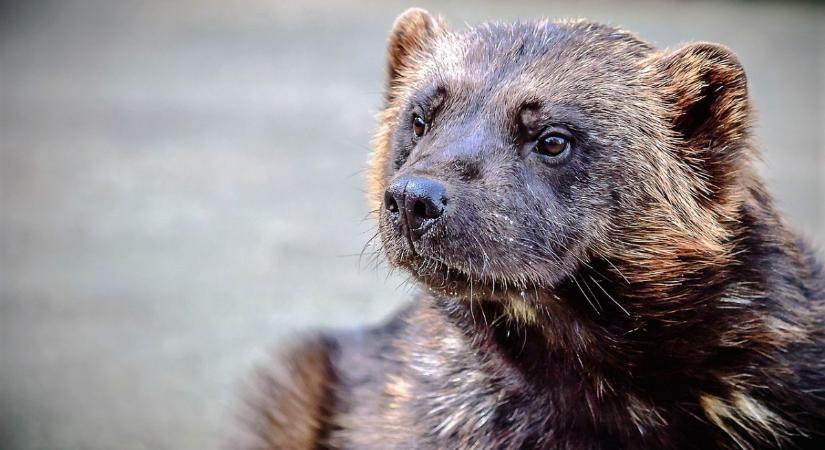 Újra bevetésen a szabadban éjszakázó autók ellenségei