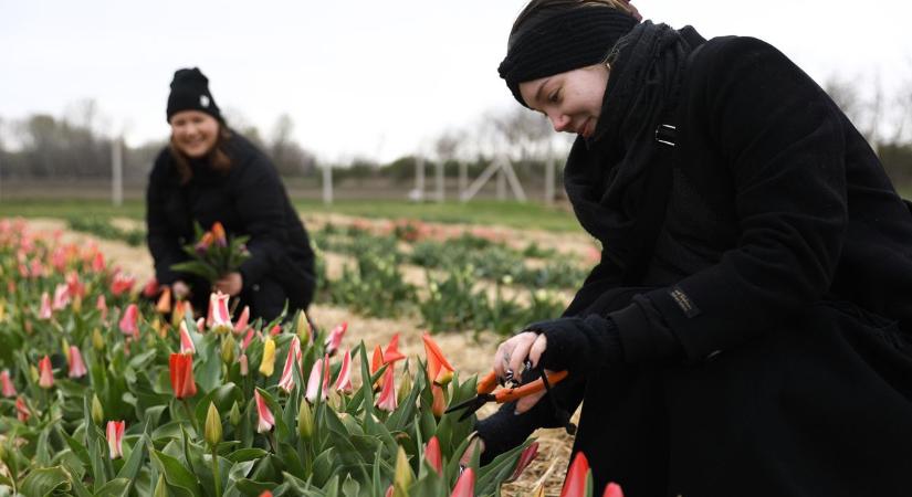Húsvétra kinyitnak a szedd magad tulipánoskertek - fotók, videó
