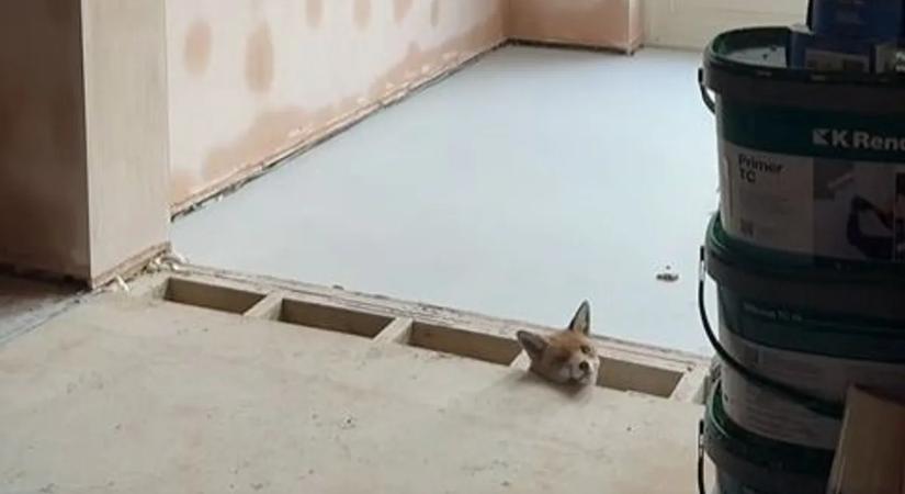 Kaparászást hallott a padló alól – amit talált, mindenkit elképesztett – videó