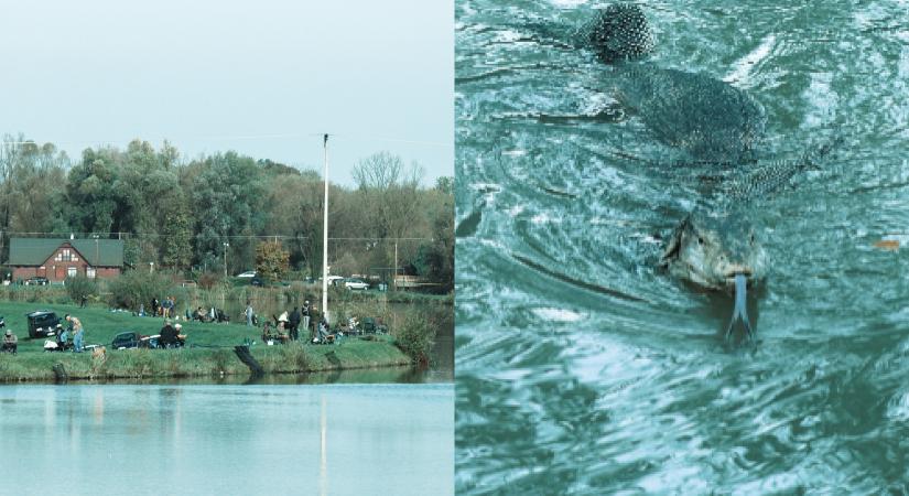 Új faj jelenhetett meg Nagyatádon: különös vízi gyíkot láttak a horgászok