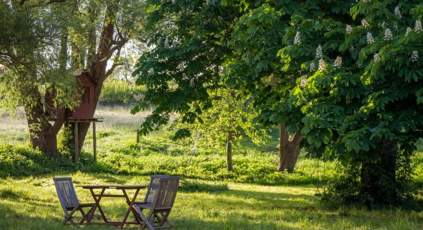 Tudósok bebizonyították, egy világszínvonalú szupergyümölcs terem a magyar kertekben