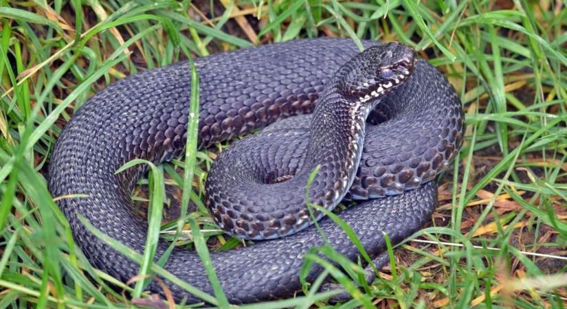 Viperaveszély! Elképesztő számban élnek mérges kígyók Zalában